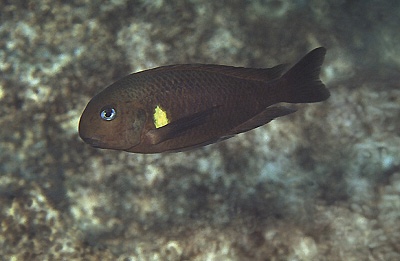 Tropheus sp. 'kipili' Mvuna Island